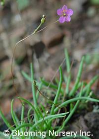 Talinum parviflorum 'Wyo'